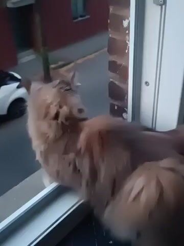 A fluffy orange cat is perched on a windowsill, looking out at a street scene. The cat's fur is a mix of orange and brown, and it appears to be a long-haired breed. The cat's body is mostly obscured by its fur, but its head and tail are visible. The cat is looking to the left, with its head tilted slightly. The windowsill is white, and the window frame is also white. The background shows a street with a red building on the left and a brick building on the right. There is a white car parked on the street, and another car is driving away in the distance. The lighting suggests it may be dusk or early morning.