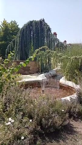 A fountain sprays water into a shallow pond. The pond is surrounded by a curved wall made of stone and brick. Lush green vegetation, including a large weeping tree, grows around the pond. The sky is clear and blue. The video appears to be taken on a sunny day.