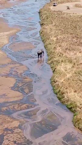 The video shows an elephant in a wide, shallow riverbed. The riverbed is mostly dry, with multiple narrow streams of water flowing through it. The elephant is standing in one of these streams. The banks of the riverbed are covered in dry grass and brush. Several vehicles are visible in the distance on one side of the riverbed. Other animals, likely zebras, are also visible further up the riverbed. The video appears to be taken from an elevated position.