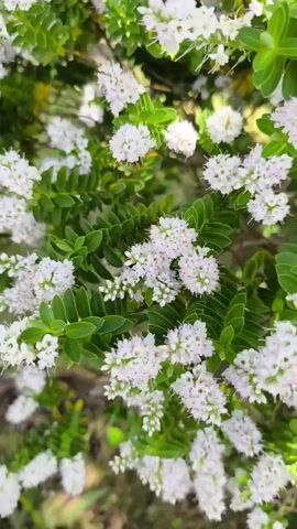 This is a close-up, vertically oriented video of a flowering shrub with small white blossoms and vibrant green leaves. The blooms are clustered together, creating a delicate, textured appearance. The leaves are glossy and ovular, forming a dense canopy. The lighting suggests it is daytime, with dappled sunlight filtering through the foliage. The overall mood is natural and serene. There is no visible text in the video. The location context provided is Ongar, Ireland.