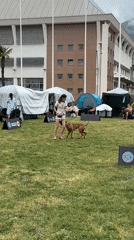 Dog show held in Bar, Montenegro featuring multiple breeds