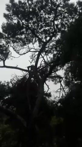 The video shows a tree silhouetted against a bright, overcast sky. The tree has a dense canopy of dark foliage and branches that spread out in various directions. It is surrounded by other trees, also silhouetted, creating a forest-like environment. The overall mood is somber and peaceful due to the muted lighting and natural setting.