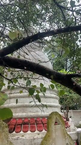 The video opens on a close-up shot of a white stupa, partially obscured by tree branches and leaves. The camera then pans to the right, revealing a yellow umbrella on a stand in front of a white tiled wall. A small white Buddha statue is visible on a low table, with a white tiled platform extending to the right. The view then shifts to a small, white, open-air shrine with a red-tiled roof and ornate white decorative trim. Inside the shrine, a large white Buddha statue is seated, with offerings of yellow cloth and other items placed before it. The shrine is surrounded by a white tiled platform, and the area is paved with light brown tiles. The background is filled with lush green trees and foliage. The camera then zooms in slightly on the interior of the shrine, showing more details of the Buddha statue and the offerings.
