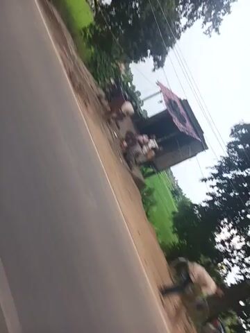 The video appears to be a shaky, low-angle shot taken from a moving vehicle, likely a motorcycle or scooter, on a paved road. The perspective is angled, with the road dominating the foreground and tilted to the right. To the right of the road, there is a dirt shoulder with a small, makeshift roadside structure, possibly a stall or shop, with a dark awning. Several people and some animals, appearing to be goats, are gathered around this structure. A red cloth or banner is visible hanging from the structure. Beyond the shoulder and structure, a vibrant green field, possibly a rice paddy, stretches into the distance, with several trees providing shade. The sky is overcast. The video briefly shows a close-up of a spinning wheel, likely from the vehicle, and then returns to the broader scene as the vehicle continues moving. The overall impression is a fleeting glimpse of rural life along a roadside.