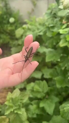 A hand with pale skin, likely belonging to a person, is held open and upward. Resting on the palm and fingers is a long, slender insect with a dark, greenish-brown exoskeleton and extremely long antennae that curl outwards. The insect has visible legs. The background is a blur of lush green foliage, suggesting an outdoor setting, possibly a garden or natural area. The lighting appears to be natural, indicating it might be daytime, and the overall impression is one of calm observation or interaction with nature. No visible text is present in the media. The location context of Slovenský Grob, Slovakia, places this scene within a European setting.