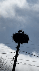 Storks spotted nesting on utility pole in Burgas