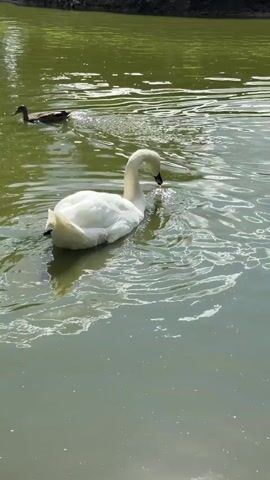 The video shows a swan swimming in a murky green pond. The swan is white with a black beak and eyes. It is shown from behind as it swims away from the camera. The water has ripples on it, and some foam or debris is visible on the surface. In the background, there is some vegetation and a dark, out-of-focus area that could be the edge of the pond or trees. The lighting suggests it is daytime.