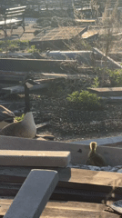 Canada geese family with goslings spotted in NYC park