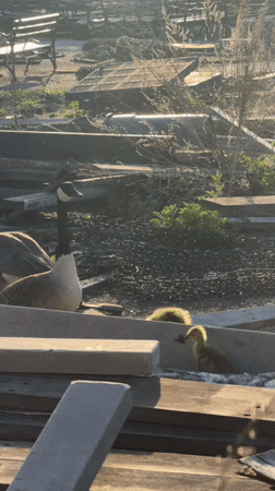 Canada geese family with goslings spotted in NYC park