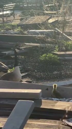Canada geese family with goslings spotted in NYC park