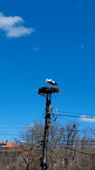 White storks nest on urban utility pole