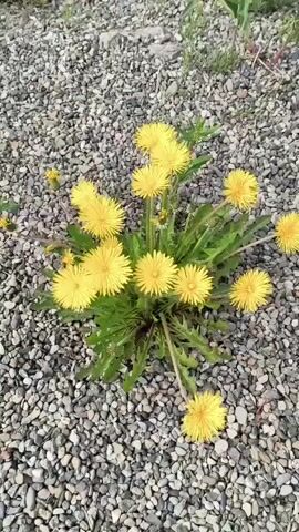 This video shows a cluster of yellow dandelions growing among small, gray and white pebbles. The dandelions are in full bloom, with multiple flower heads of varying sizes. Some of the dandelions have green leaves and stems visible, while others are just the yellow flowers. The background is out of focus, but appears to be a natural outdoor environment with hints of green foliage. The lighting suggests it is daytime. The camera is positioned above the dandelions, looking down at them. There are no people or animals visible in the video.