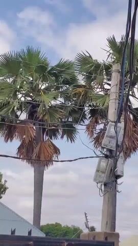 A short video displays an outdoor scene with two palm trees and a utility pole. The utility pole is located to the right of the frame and features several electrical meters mounted on it. Wires are strung between the pole and the palm trees, and also appear to be tangled within the foliage of the trees. The sky above is cloudy, with patches of blue visible. In the lower part of the frame, a roof structure is partially visible.