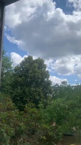The video shows an outdoor scene with a bright blue sky dotted with fluffy white clouds. In the foreground, there is dense green foliage, including bushes and trees. A large deciduous tree with lush green leaves stands prominently in the middle ground. The overall impression is one of a bright, sunny day with partly cloudy skies, viewed from a slightly elevated position looking over greenery.
