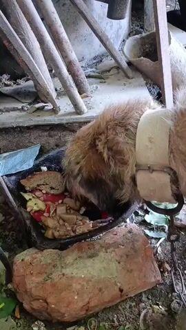 A close-up video shows a dog with shaggy brown fur eating from a dark-colored bowl filled with food scraps. The bowl contains pieces of bread, what appears to be meat or sausage, and possibly some vegetables. The dog is wearing a light-colored collar or harness around its neck. In the background, there are several wooden planks leaning against a wall, debris, and a reddish-brown brick. The scene suggests an outdoor or neglected environment. The video focuses on the dog's activity of eating.