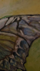 Nature-themed artwork collection observed in gallery or display space