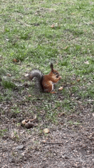 Squirrel spotted foraging in Moscow park