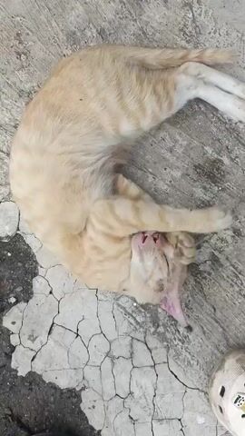 The video shows a light orange tabby cat lying on its back on a cracked concrete surface. The cat is grooming itself, using its paws to wash its face while its tongue is extended. A child's voice is heard in the background, asking what is wrong with the cat. A white and beige Croc shoe is also visible in the periphery of the video.