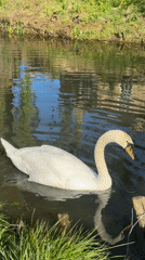 Swans and duck family spotted in South Kesteven waterway