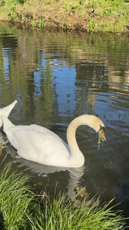 Swans and duck family spotted in South Kesteven waterway