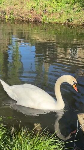 Swans and duck family spotted in South Kesteven waterway