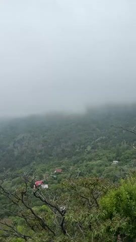 A vertical video shows a hillside with a town alongside the coast, all enveloped in a thick fog. The camera is positioned on a high vantage point, looking down. The fog obscures much of the town but as it slightly clears, the coastline is revealed. The hillside is lush with green trees and some buildings with red roofs are visible in the foreground. The sea is a flat, gray color. The fog is dense and covers the upper part of the scene, but it gradually lifts, revealing more of the town and the coastline.