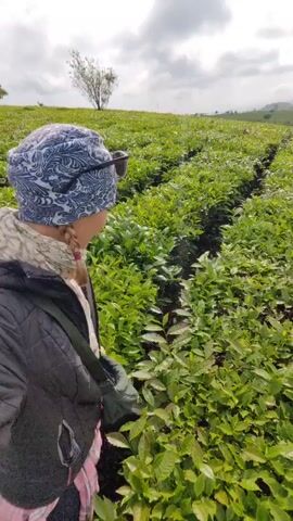 A woman is standing in a field of bright green tea bushes. She is wearing a dark jacket, a patterned head covering, and sunglasses pushed up on top of her head. She is smiling and holding a phone or camera in front of her, seemingly taking a selfie or recording a video. In the background, a small village sits in the distance with rolling hills and cloudy skies. The rows of tea bushes create narrow pathways between them, giving depth to the scene.