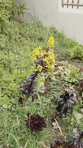 The camera pans across a garden bed containing various succulent plants. These plants include dark purple Aeonium arboreum, some flowering with tall stalks of bright yellow flowers, and other light green succulents. There is also various tall grass and ground cover. The background shows a neutral-colored wall. The camera moves slowly, providing a full view of the plants within the garden bed.