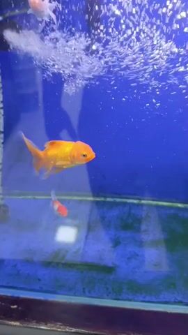 A fish tank with a blue background contains several goldfish swimming. Bubbles are rising from the bottom of the tank and from an aeration device on the left side. One goldfish is orange and yellow, and appears to be closer to the camera than the others. Two smaller goldfish, one orange and white, and another mostly white with an orange head, are visible in the background.