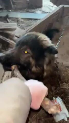 Here is a description of the video. 

A person holds a piece of wood for a dog to chew on. The dog, which appears to be chained, has dark fur with brown highlights and bright yellow eyes. It lies on a bed of straw in what looks like a barn or shed, amid wooden scraps and loose materials. The dog chews on the stick as the person holds it.