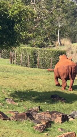 A rhinoceros is seen in an outdoor grassy enclosure. It is a large, reddish-brown animal. The enclosure is surrounded by a fence in the background. There are trees and foliage visible in the background, suggesting a natural or park-like setting. The ground is covered in grass and some rocks are scattered in the foreground. The lighting indicates it is daytime.