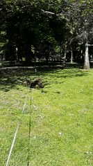 Morning dog walk and cat sighting in Plovdiv park