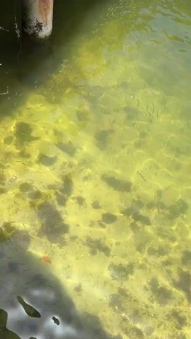 A body of water with a sandy bottom is visible. The water is murky and greenish-yellow. There are many small, dark fish swimming in the water, appearing in a large school. In the upper left of the frame, a portion of a wooden or concrete piling is visible, partially submerged in the water. Sunlight reflects off the surface of the water, creating shimmering patterns. There are some dark, irregular shapes on the bottom, likely rocks or aquatic plants. A single, small orange object, possibly a piece of debris or a leaf, is visible on the bottom near the left edge of the frame.