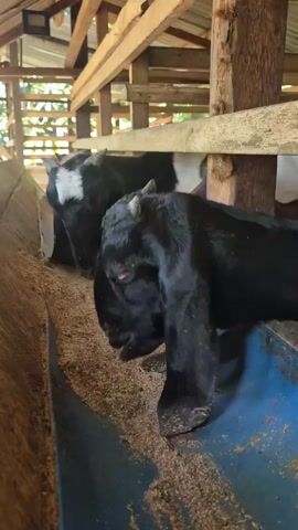 A close-up, eye-level shot focuses on several young goats with their heads down, eating from a blue trough filled with feed. The goats are black and white and brown and black. The trough is made of wood and plastic. The goats are in a barn with a wooden roof and walls.