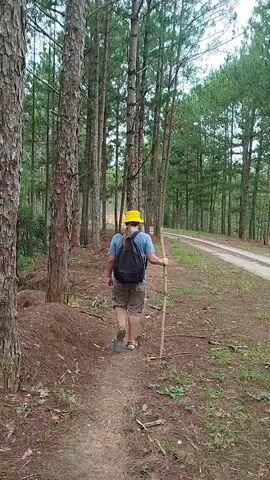 A person wearing a blue shirt, brown shorts, a yellow hard hat, and a black backpack walks on a dirt path through a pine forest. The person carries a wooden stick in their right hand. The path is narrow and curves to the left. To the right of the path, there is a wider dirt road. The trees are tall and slender, with green pine needles. The ground is covered with dirt, pine needles, and some fallen branches. The sky is overcast.