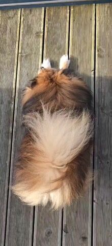 The video shows a long-haired, brown, black and cream-colored dog lying on its side on a wooden dock. The dog has a fluffy tail and white paws. The dog turns its head and looks up at the camera. The water is visible in the background.