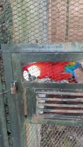A close-up video shows a series of colorful parrots inside a wire enclosure. The parrots are mostly red, blue, and green. The enclosure appears to be made of metal and wire mesh, with a dark green frame. The background is blurry but suggests an outdoor or zoo-like environment. The camera is moving, making the footage shaky.