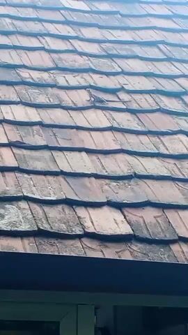 The video captures a close-up view of a tiled roof, likely in Haghpat, Armenia, given the contextual information. The roof is made of overlapping, weathered terracotta tiles, showing signs of age and exposure to the elements. Some tiles have dark patches, possibly from moss or dirt accumulation.

The central focus of the video is a small lizard perched on one of the tiles. The lizard is light brown or greyish in color and appears to be stationary, basking in the light. Its body is elongated, and its tail extends behind it. The lizard is positioned in the upper center of the frame, on a tile that is slightly lighter in color than its immediate surroundings.

Below the roof, a dark, horizontal overhang is visible, suggesting the roof belongs to a building. The overall lighting suggests it is daytime, possibly a bright day, as the light illuminates the texture of the tiles and the lizard clearly. The weather appears to be fair, with no rain or strong winds indicated. The scene is natural and peaceful, with the lizard being the only living creature visible. There is no visible text in the media file.