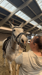 Woman and horse share moment in Belgian riding arena
