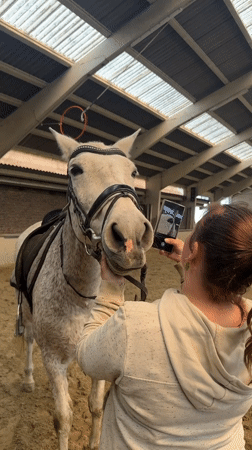 Woman and horse share moment in Belgian riding arena