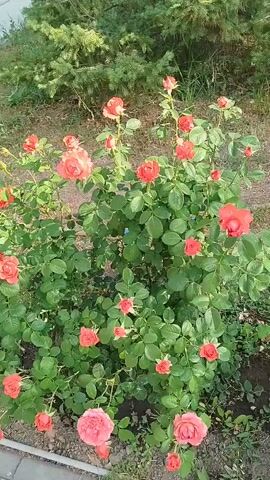 This video shows a garden with several rose bushes. The roses are in various shades of pink and orange. The bushes are green and leafy, with some bare ground visible around them. In the background, there are trees and some garden tools, including a hose. The video pans across the garden, showing different angles of the roses and their surroundings. The lighting suggests it is daytime, possibly late afternoon given the warmth of the colors.