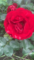 Morning garden roses and rooftop cats after rain