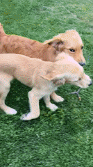 Golden retrievers play on lawn in Kostinbrod, Bulgaria