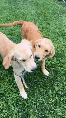 Golden retrievers play on lawn in Kostinbrod, Bulgaria