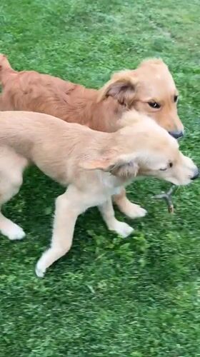 Golden retrievers play on lawn in Kostinbrod, Bulgaria