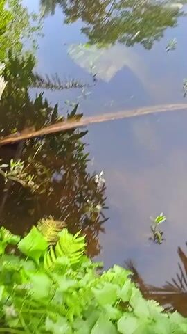 The video shows a reflection of trees and sky on the surface of dark water. Green vegetation is visible on the left and top edges of the frame. There are also some plants growing in the water. A long, thin object, possibly a fallen branch, is submerged in the water. The overall impression is of a natural, serene environment.