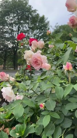 A close-up video shows a bush with pink and red roses in bloom. The leaves of the rose bush are green and lush. In the background, a tall tree with green leaves is visible, as well as a street and sidewalk. The sky is overcast, and the lighting is soft. A black and white striped bee flies in front of the roses at 00:02.