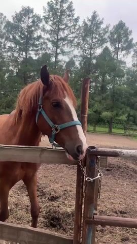 The video displays a horse enclosure. In the foreground, a brown horse with a blue halter is visible. In the background, a white horse with speckles and a red halter stands near a tree. The ground is covered in dirt and hay. A wooden fence runs across the foreground, and a metal fence is also present. The environment appears to be outdoors, with trees and foliage in the background, suggesting a rural setting. The sky is overcast.