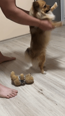 Person teaches small dog to dance in Plovdiv home