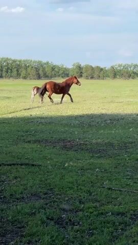 A horse and foal are in a grassy field. They walk from the distance to the center of the frame. The horse stops and stands next to the foal. The background is a flat grassy field with a line of trees in the distance under a partly cloudy sky.
